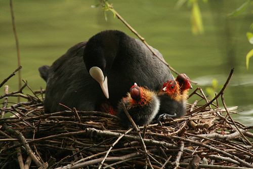 Belles familles