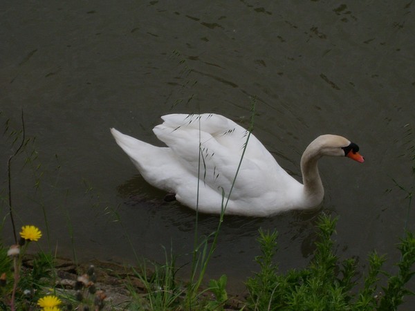 Superbes images d'oiseaux