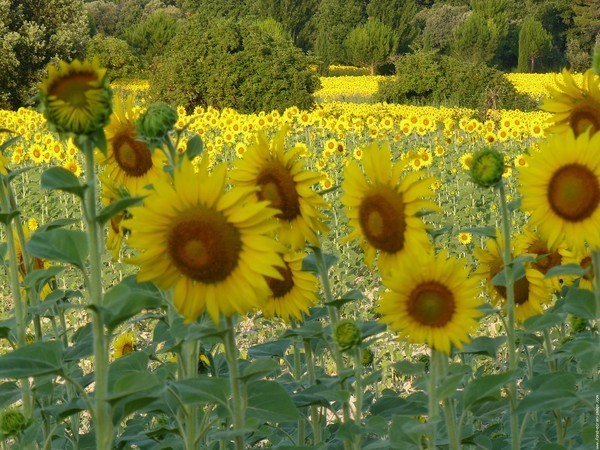 Paysages -Printemps -Eté