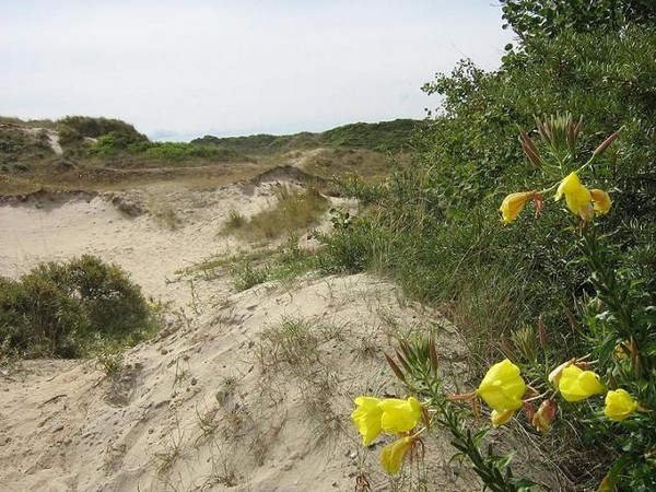 Plage du Nord - Pas de Calais