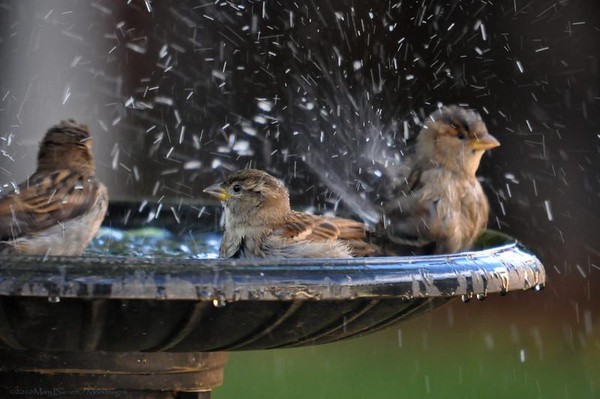 Superbe image d'oiseaux