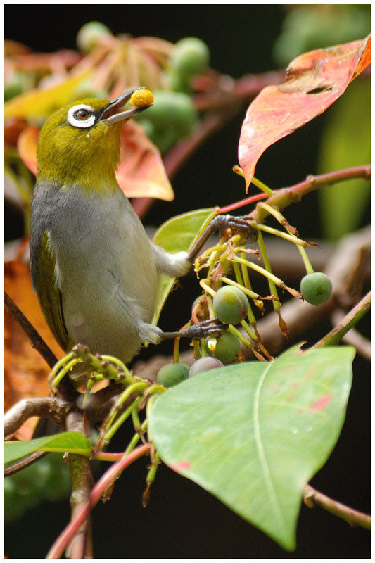 Superbes images d'oiseaux