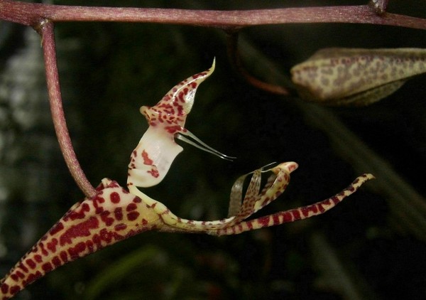 Fleurs d' Orchidées