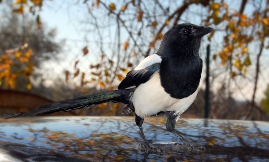 Superbe image d'oiseaux