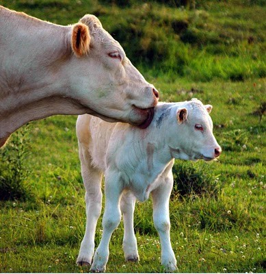 Belles familles