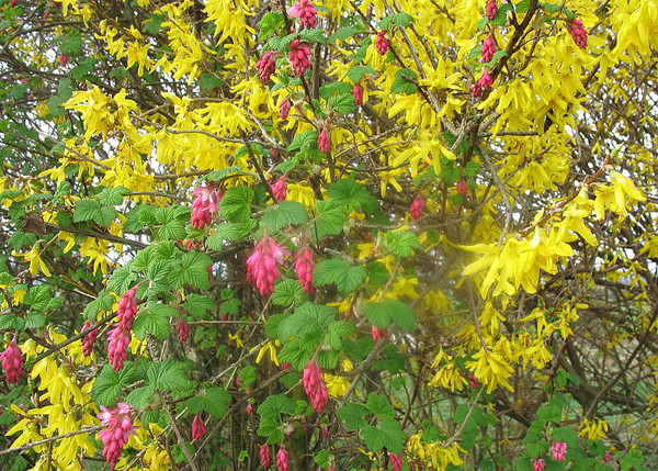 Paysages -Printemps -Eté