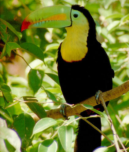 Superbes images d'oiseaux