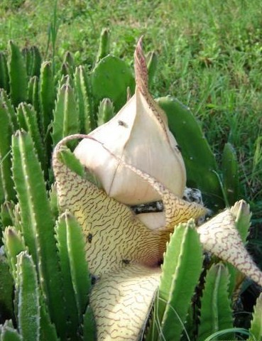 Fleurs de Cactus