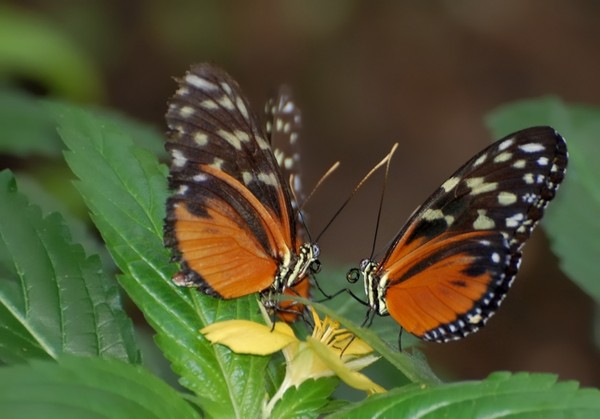 Superbes papillons