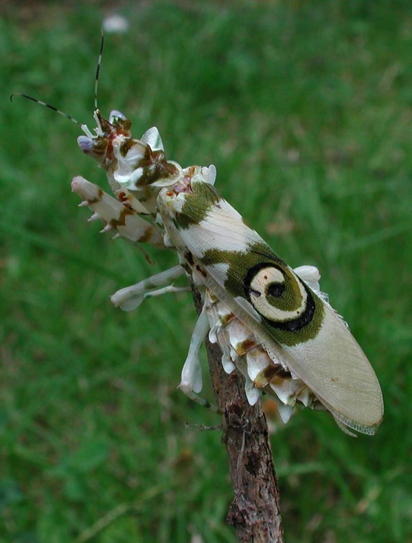 Fleurs d'Orchidées