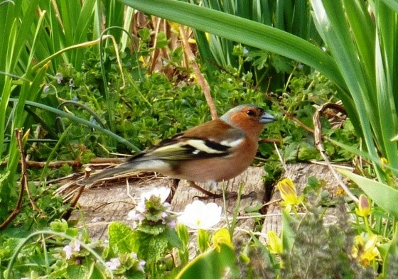 Superbes images d'oiseaux