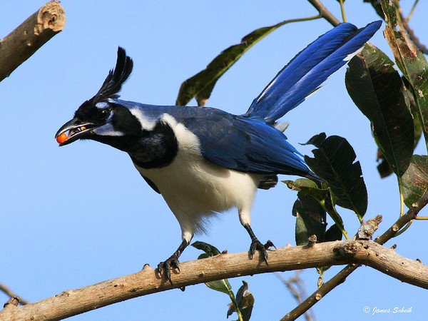 Superbe image d' oiseaux