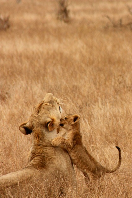 Belle famille