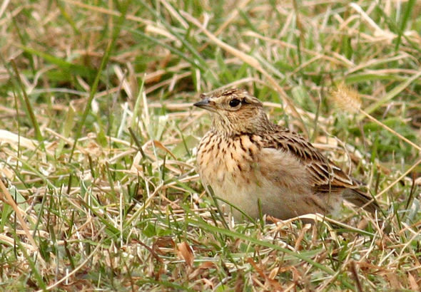 Superbes images d'oiseaux