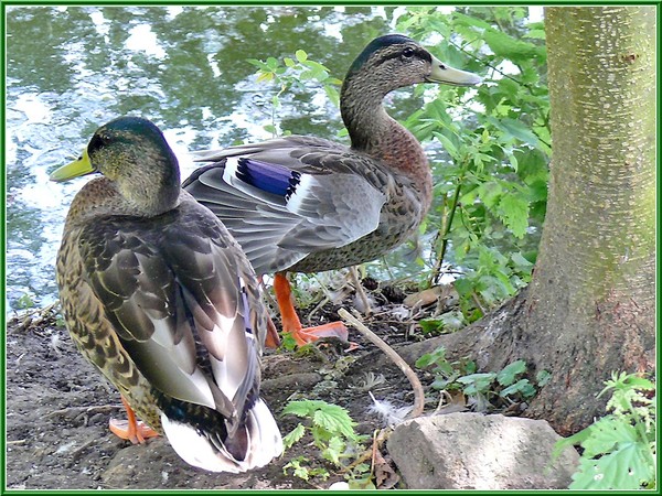 Superbes images d'oiseaux