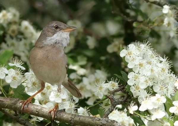 Superbes images d'oiseaux