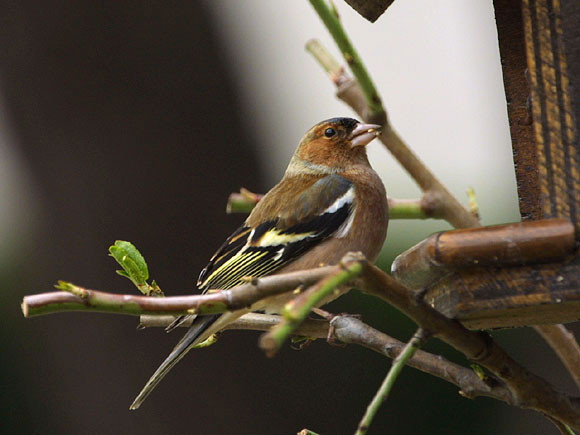 Superbes images d'oiseaux