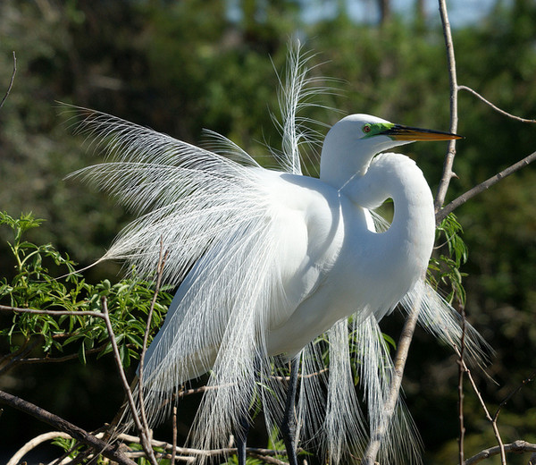 Superbes images d'oiseaux