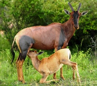 Belle famille