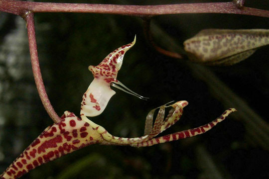  Orchidée insolite