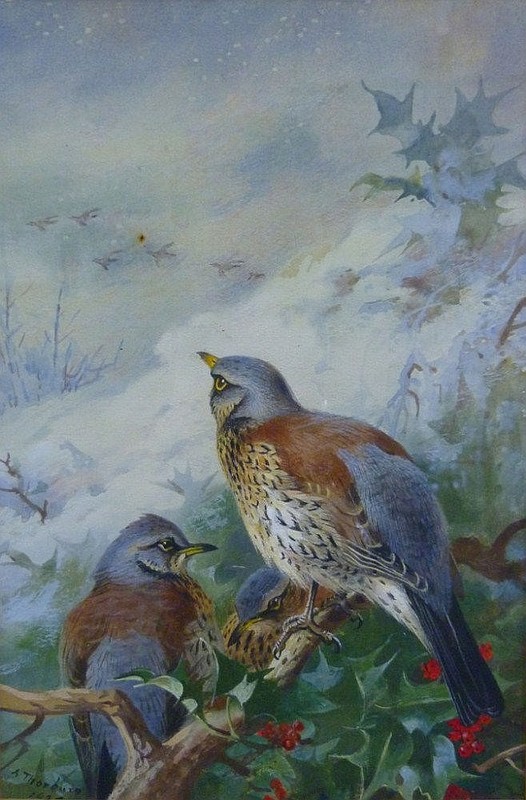 Superbes peintures d'oiseaux