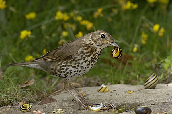 Superbes images d'oiseaux