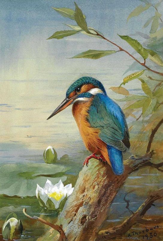 Superbes peintures d'oiseaux