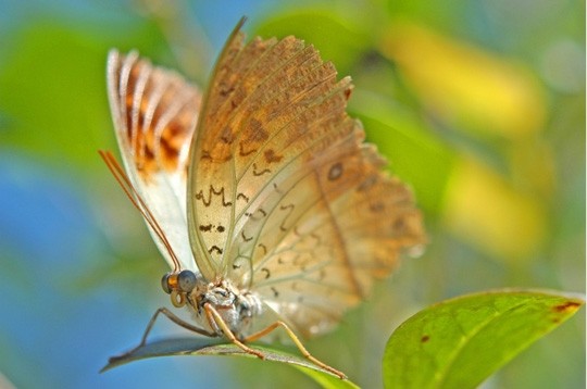 Superbes Papillons