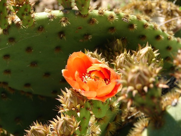 Fleurs de Cactus