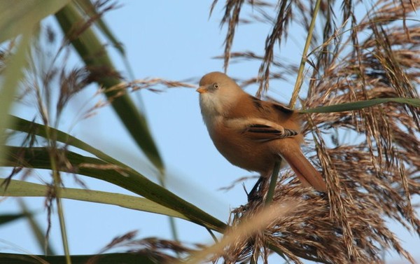 Superbes images d'oiseaux