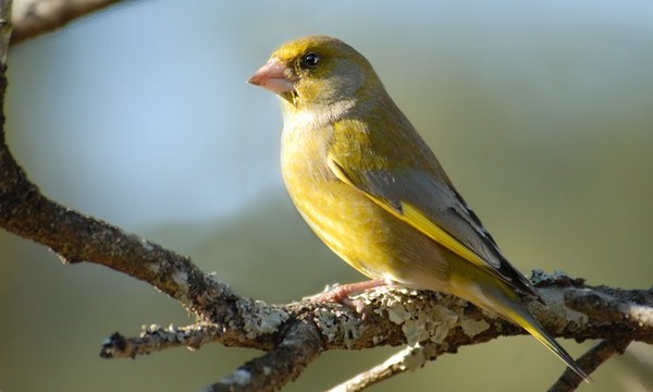 Superbes images d'oiseaux