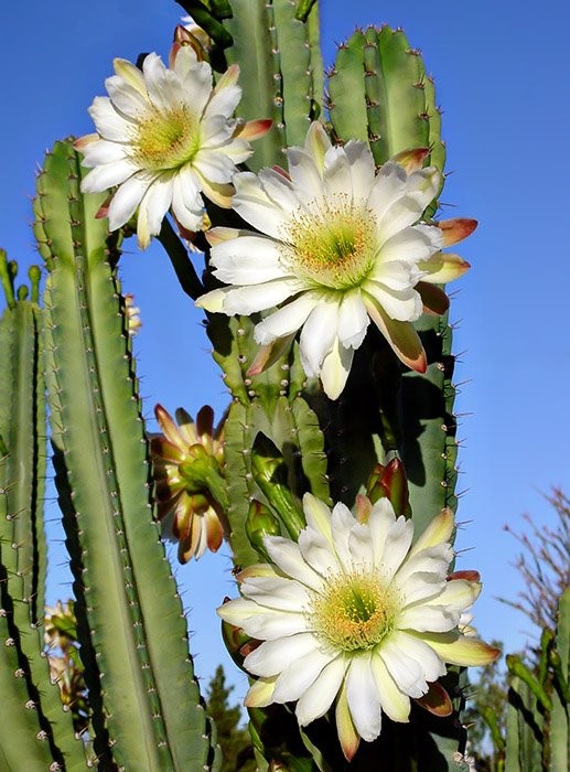 Fleurs de Cactus