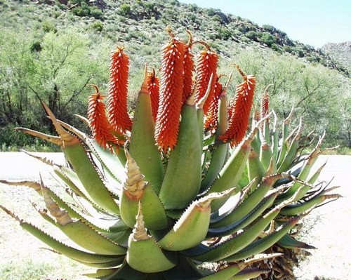 Fleurs de Cactus