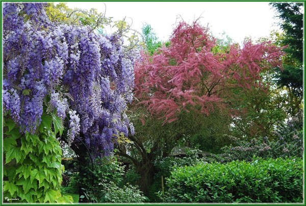 Parc  fleuri