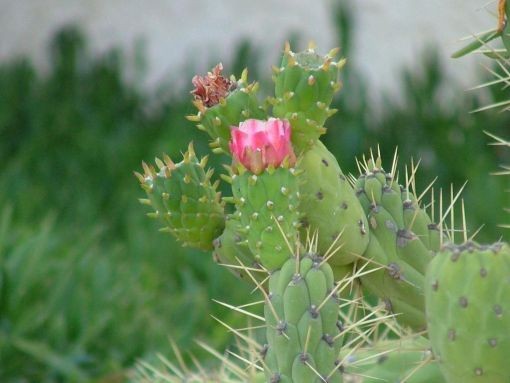 Fleurs de Cactus