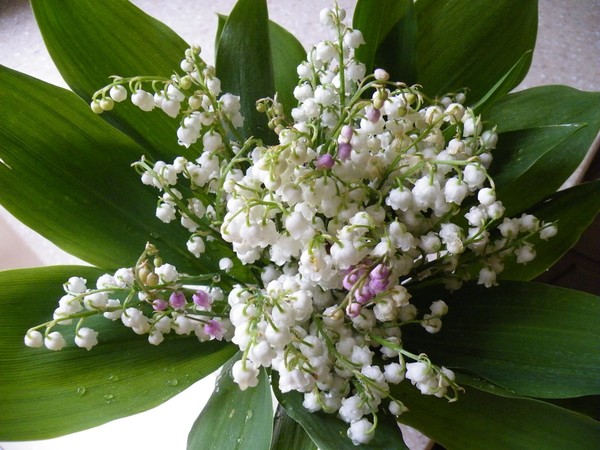 Le temps du Muguet