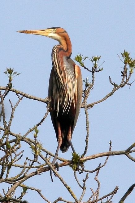 Superbes images d'oiseaux