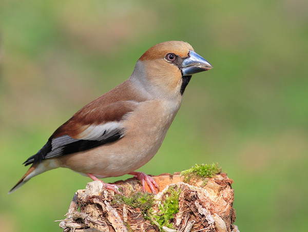 Superbes images d'oiseaux