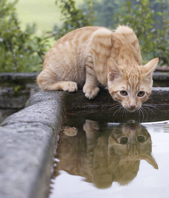 Gif et image de chat