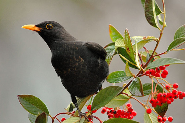 Superbes images d'oiseaux