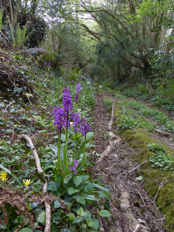 Sous bois au printemps