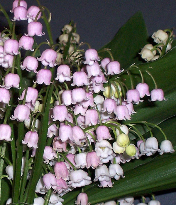 Le temps du Muguet