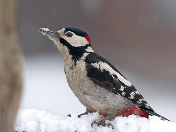 Superbes images d'oiseaux