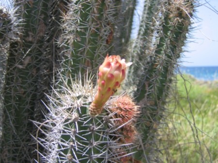 Fleurs de Cactus