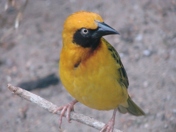 Superbes images d'oiseaux