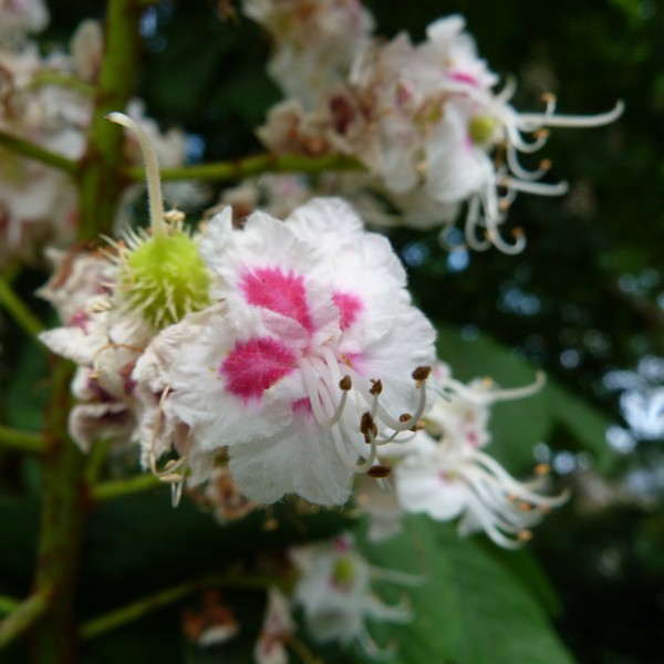 Fleurs et paysages ( printemps-été)