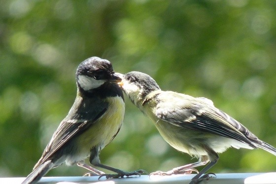 Superbes images d'oiseaux