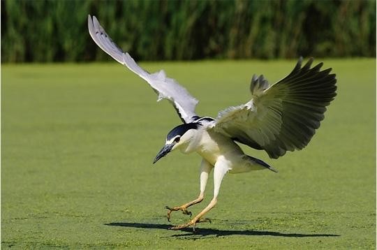 Superbes images d'oiseaux