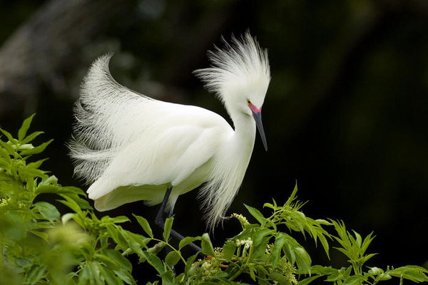 Oiseaux de Ego Guiotto