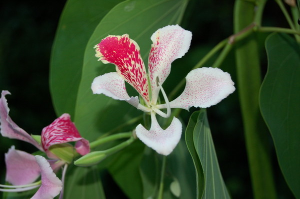 Fleurs d' Orchidées